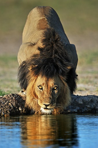 Lev z Kalahari