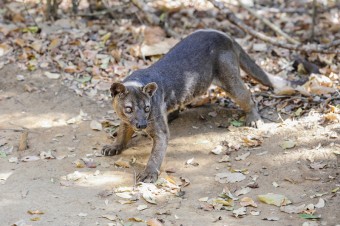 Fosa_zdroj_Shutterstock