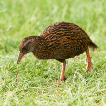 Ptk Kiwi_zdroj_Shutterstock