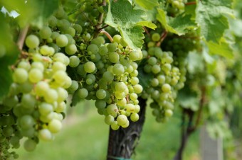 Vychutnejte si na podzim svěží svatomartinská vína