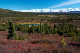 Tundra in Denali, foto: Jan Miack