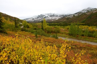 Colourful landscape in Kantishna during fall, foto: Jan Miack