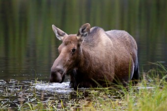Pravá aljašská divočina, foto: Jan Miřacký