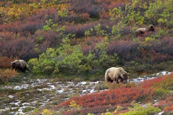Three grizzly bears in tundra, foto: Jan Miack