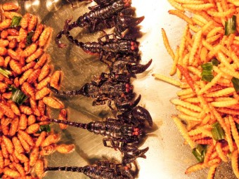 Hmyz jako běžné jídlo, foto: Dreamstime.com