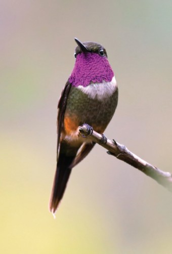 Kolibřík Mitchelův, Ekvádor, foto: Petr Bambousek