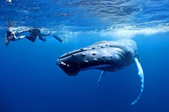 Pozorování velryb, foto zdroj: Národní turistický úřad Dominikánské republiky
