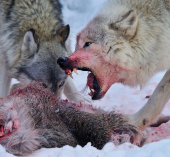 Vlk, nejvt psovit elma ve voln prod, lnek z asopisu MENHOUSE . 12, foto: Petr Slavk