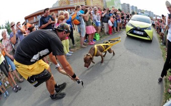 STAF BULL SHOW