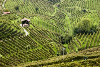 Nalate se na umivou vlnu prosecca, foto zdroj: Shutterstock