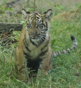 Tygr sumatersk, foto: ZOO Jihlava